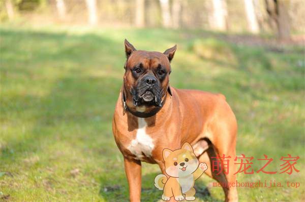中国十大禁犬是哪些(图1) 中国十大禁犬
