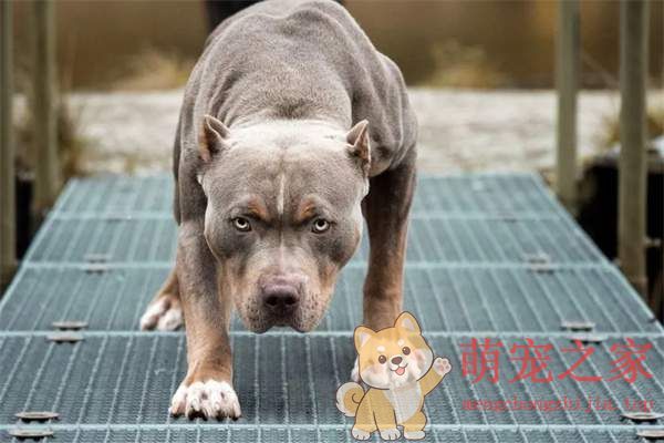 中国十大禁犬是哪些(图2) 中国十大禁犬