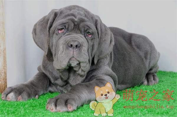 中国十大禁犬是哪些(图3) 中国十大禁犬