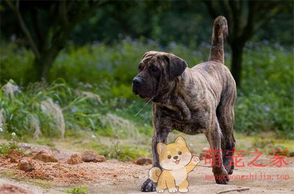 中国十大禁犬是哪些(图4) 中国十大禁犬