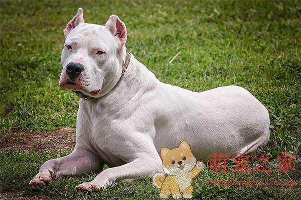 中国十大禁犬是哪些(图5) 中国十大禁犬