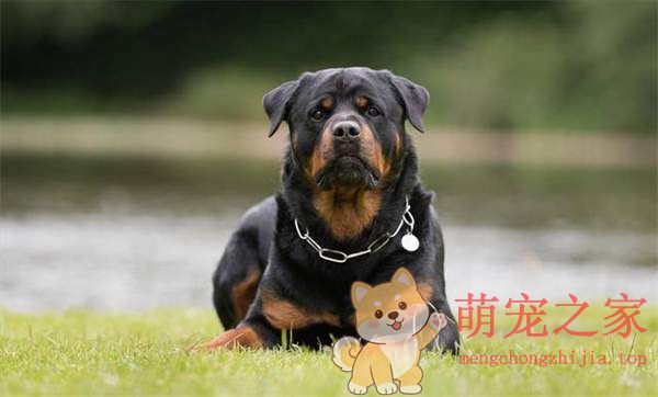 中国十大禁犬是哪些(图6) 中国十大禁犬