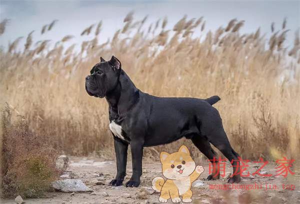 中国十大禁犬是哪些(图7) 中国十大禁犬
