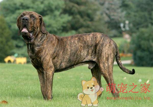 中国十大禁犬是哪些(图8) 中国十大禁犬