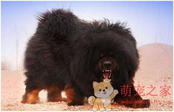 中国十大禁犬是哪些(图9) 中国十大禁犬