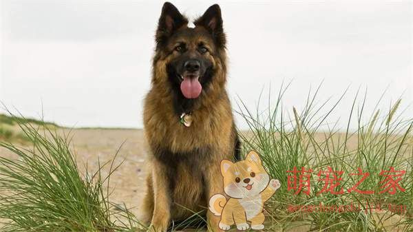 中国十大禁犬是哪些(图10) 中国十大禁犬