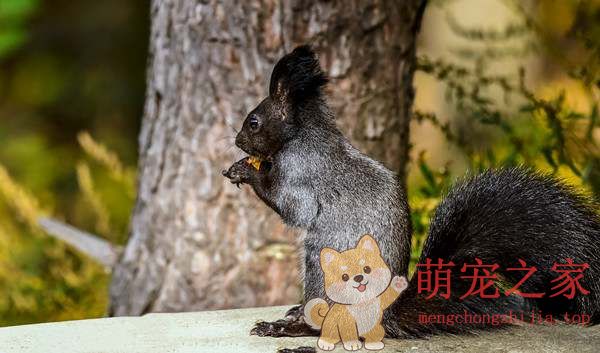 十大粘人宠物(图4) 十大粘人宠物