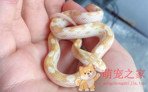 十大粘人宠物(图5) 十大粘人宠物