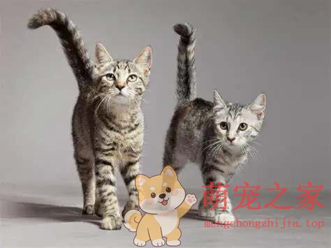 猫咪一生要经历的五个生命阶段,你了解多少?(图3) 猫咪一生要经历的五个生命阶段,你了解多少?