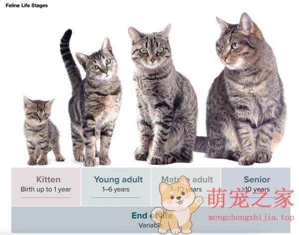 猫咪一生要经历的五个生命阶段,你了解多少?(图2) 猫咪一生要经历的五个生命阶段,你了解多少?