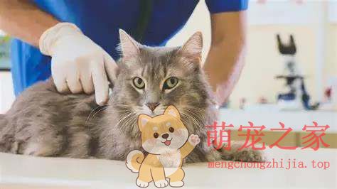 猫咪一生要经历的五个生命阶段,你了解多少?(图4) 猫咪一生要经历的五个生命阶段,你了解多少?