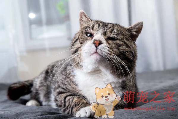 猫咪一生要经历的五个生命阶段,你了解多少?(图5) 猫咪一生要经历的五个生命阶段,你了解多少?