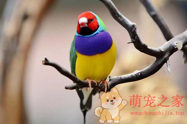 想养鸟又怕吵?推荐几种安静乖巧的宠物鸟(图2) 想养鸟又怕吵?推荐几种安静乖巧的宠物鸟