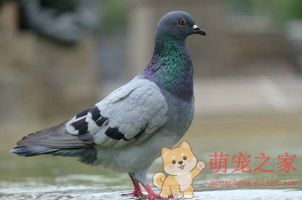 想养鸟又怕吵?推荐几种安静乖巧的宠物鸟(图3) 想养鸟又怕吵?推荐几种安静乖巧的宠物鸟