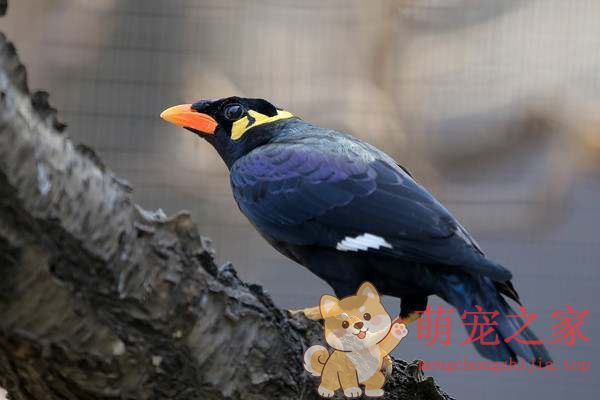 想养鸟又怕吵?推荐几种安静乖巧的宠物鸟(图7) 想养鸟又怕吵?推荐几种安静乖巧的宠物鸟