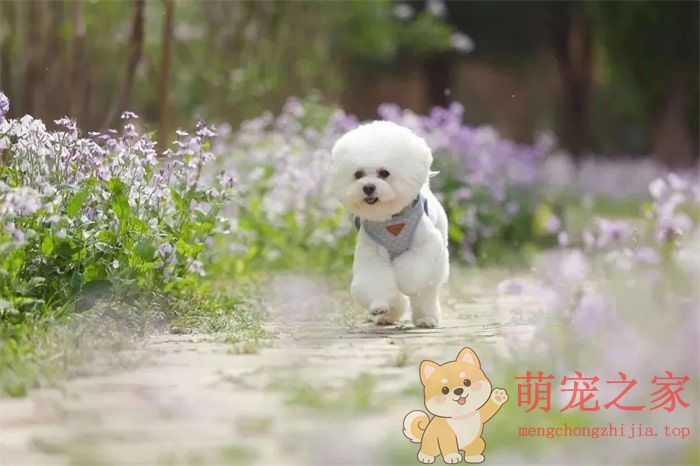 公认“无攻击性”的十种狗,小孩家庭也能养!(图3) 公认“无攻击性”的十种狗,小孩家庭也能养!