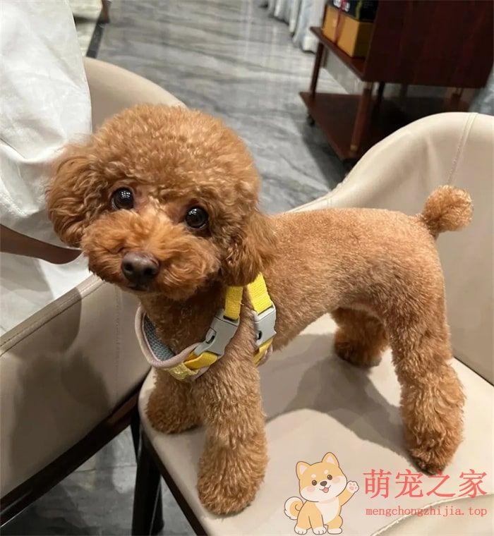 公认“无攻击性”的十种狗,小孩家庭也能养!(图6) 公认“无攻击性”的十种狗,小孩家庭也能养!