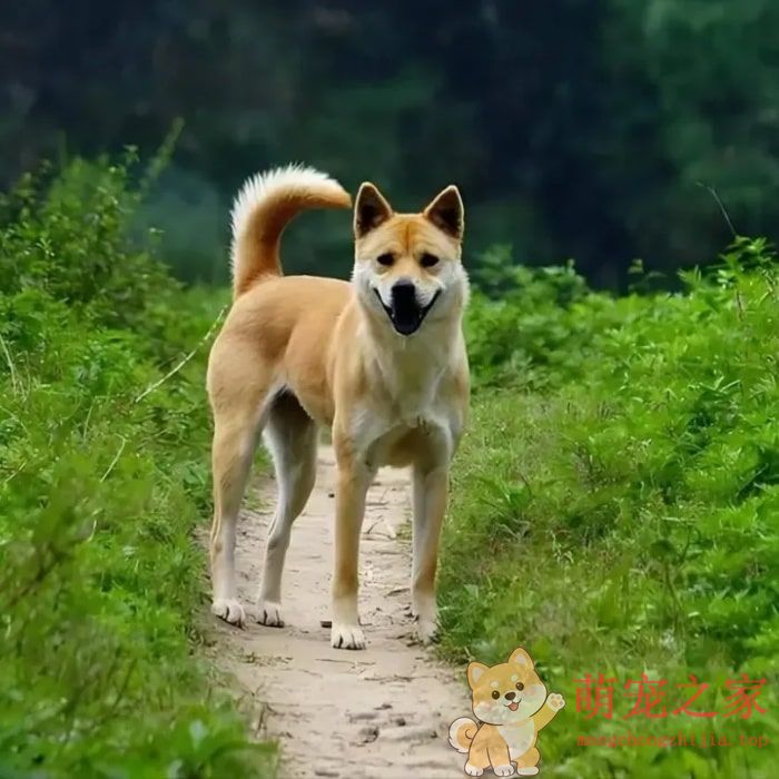 寿命最长的六种狗(图1) 寿命最长的六种狗