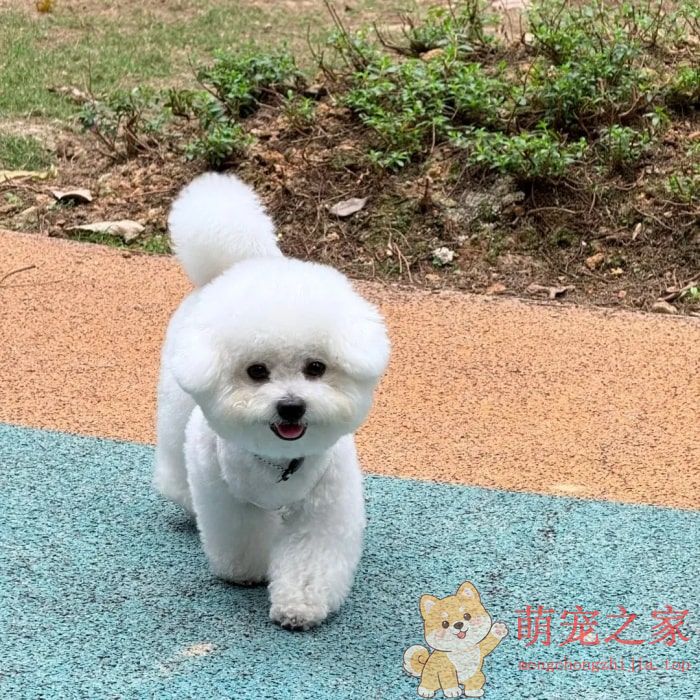 寿命最长的六种狗(图4) 寿命最长的六种狗