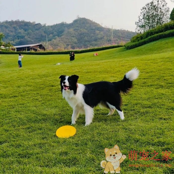 寿命最长的六种狗(图3) 寿命最长的六种狗