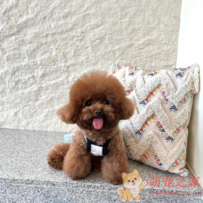 寿命最长的六种狗(图5) 寿命最长的六种狗
