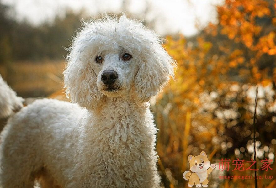 可爱的贵宾犬多莉(图2) 可爱的贵宾犬图片 各种贵妇犬造型图