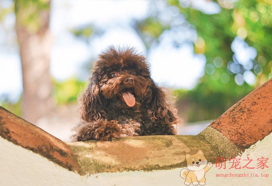 可爱的贵宾犬多莉(图7) 可爱的贵宾犬图片 各种贵妇犬造型图