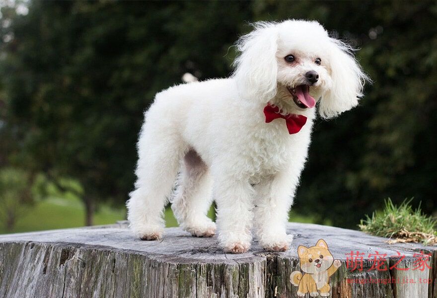 可爱的贵宾犬多莉(图3) 可爱的贵宾犬图片 各种贵妇犬造型图