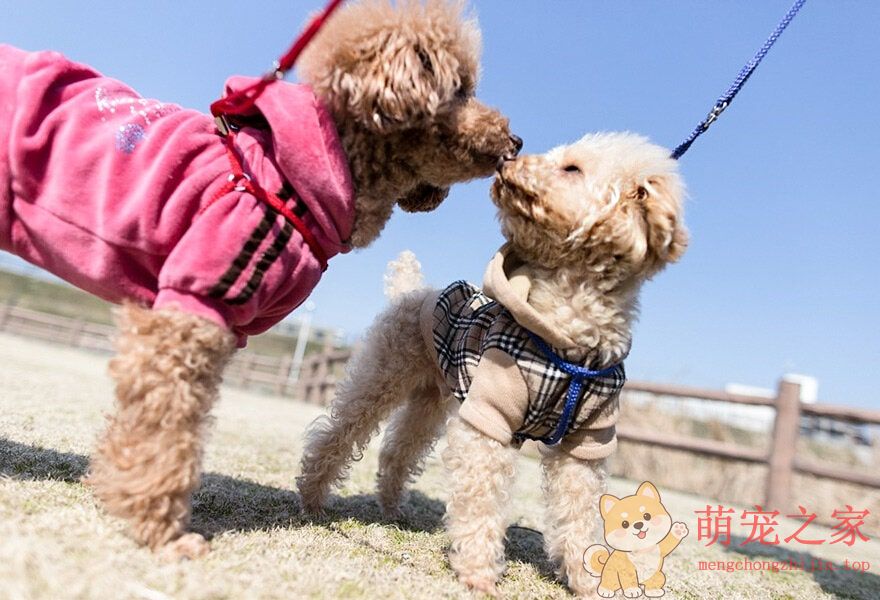 可爱的贵宾犬多莉(图4) 可爱的贵宾犬图片 各种贵妇犬造型图
