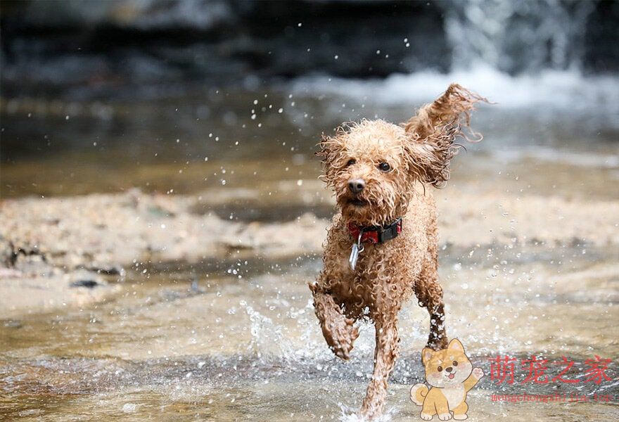 可爱的贵宾犬多莉(图6) 可爱的贵宾犬图片 各种贵妇犬造型图