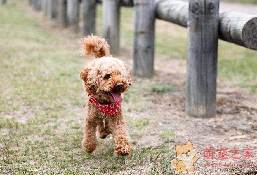 可爱的贵宾犬多莉(图5) 可爱的贵宾犬图片 各种贵妇犬造型图