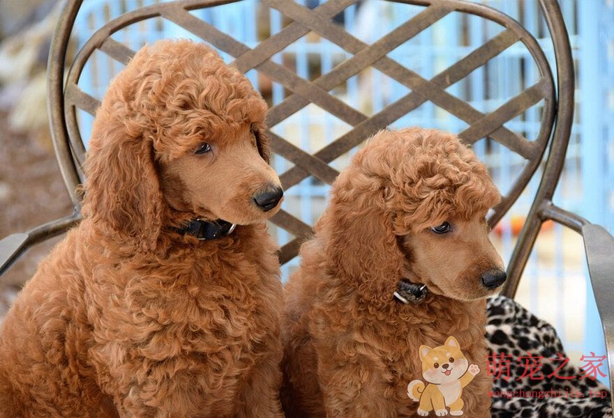 可爱的贵宾犬多莉(图8) 可爱的贵宾犬图片 各种贵妇犬造型图