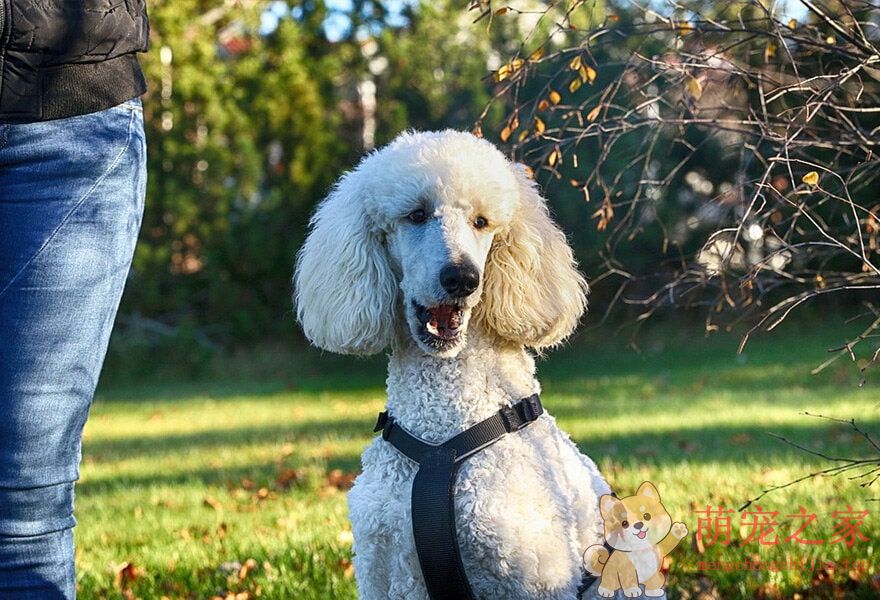 可爱的贵宾犬多莉(图10) 可爱的贵宾犬图片 各种贵妇犬造型图