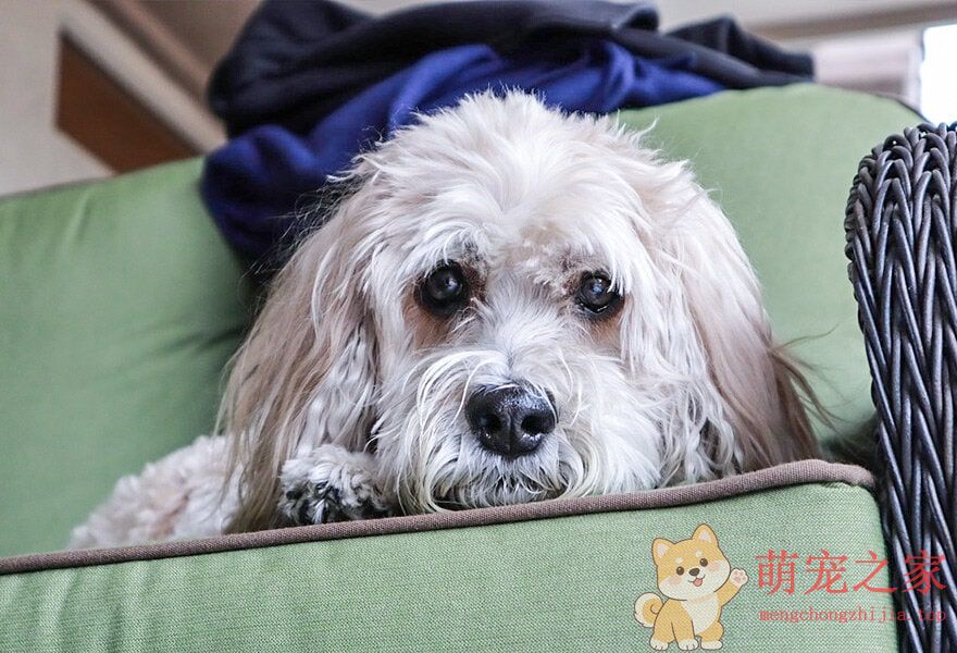 可爱的贵宾犬多莉(图9) 可爱的贵宾犬图片 各种贵妇犬造型图