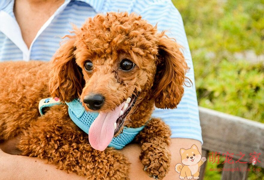 可爱的贵宾犬多莉(图12) 可爱的贵宾犬图片 各种贵妇犬造型图