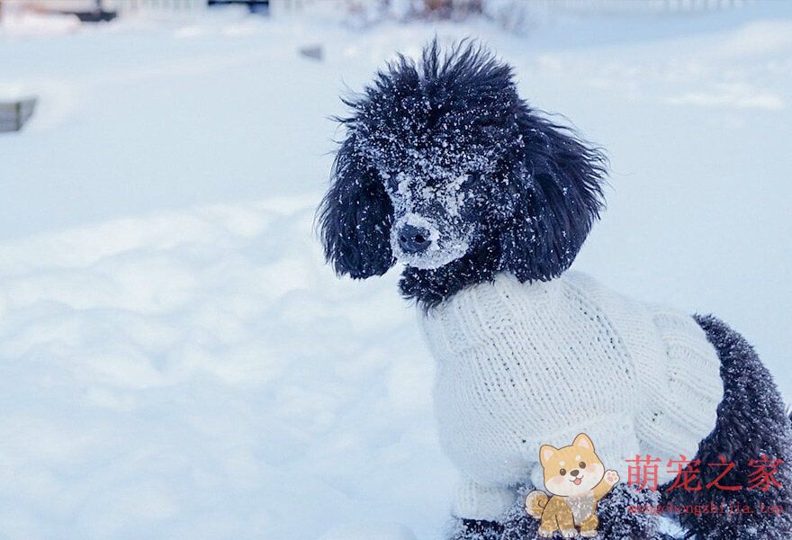 可爱的贵宾犬多莉(图11) 可爱的贵宾犬图片 各种贵妇犬造型图