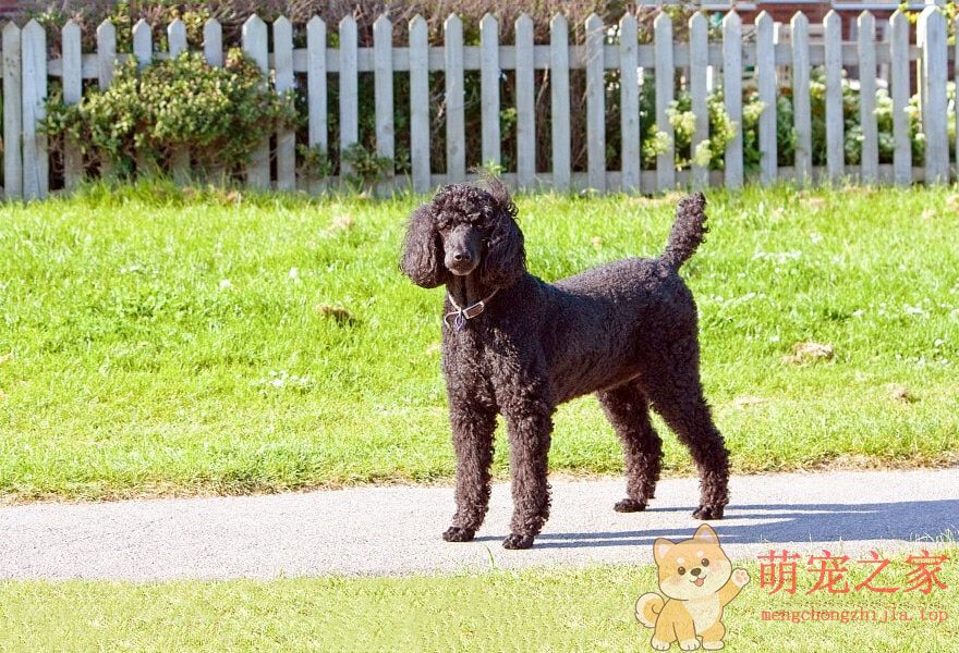 可爱的贵宾犬多莉(图14) 可爱的贵宾犬图片 各种贵妇犬造型图