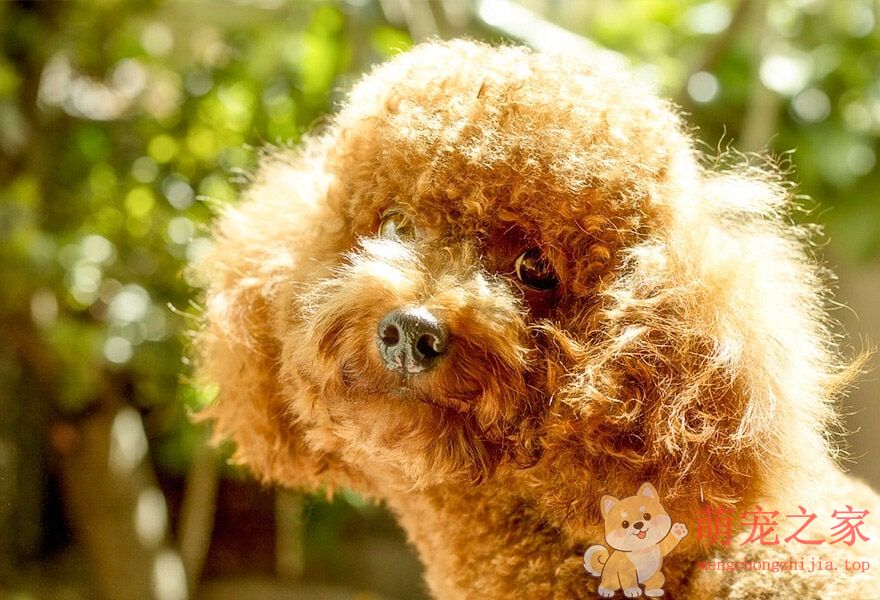 可爱的贵宾犬多莉(图13) 可爱的贵宾犬图片 各种贵妇犬造型图