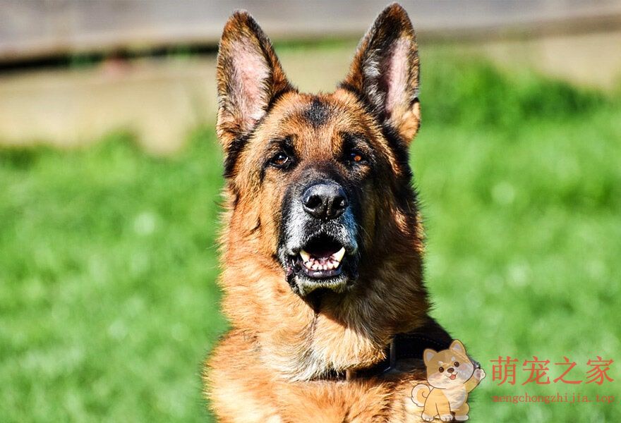 德国牧羊犬忠诚(图2) 德国牧羊犬图片大全 威武凛然的德国狼犬