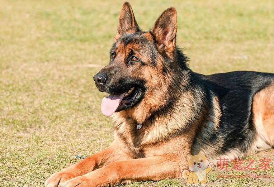 德国牧羊犬忠诚(图3) 德国牧羊犬图片大全 威武凛然的德国狼犬