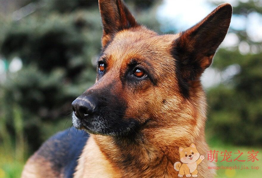 德国牧羊犬忠诚(图5) 德国牧羊犬图片大全 威武凛然的德国狼犬