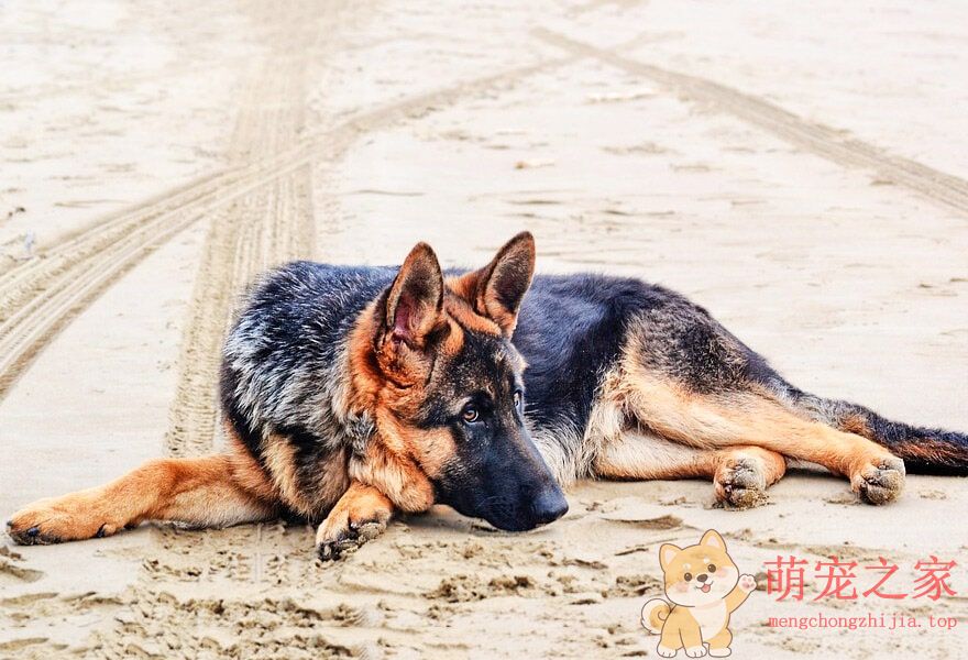 德国牧羊犬忠诚(图4) 德国牧羊犬图片大全 威武凛然的德国狼犬