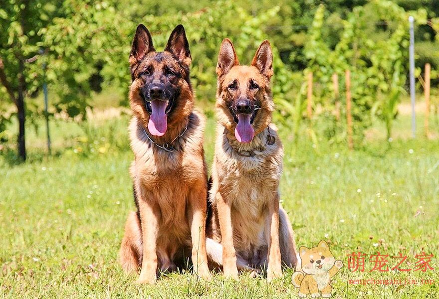 德国牧羊犬忠诚(图6) 德国牧羊犬图片大全 威武凛然的德国狼犬