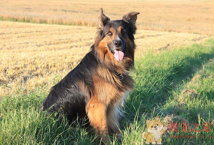 德国牧羊犬忠诚(图11) 德国牧羊犬图片大全 威武凛然的德国狼犬