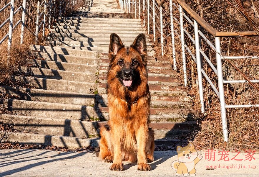 德国牧羊犬忠诚(图12) 德国牧羊犬图片大全 威武凛然的德国狼犬