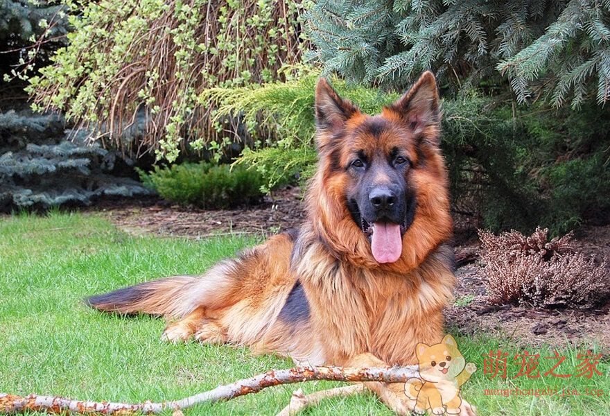 德国牧羊犬忠诚(图7) 德国牧羊犬图片大全 威武凛然的德国狼犬
