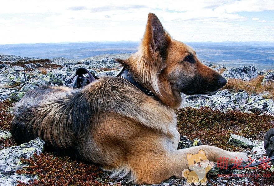德国牧羊犬忠诚(图8) 德国牧羊犬图片大全 威武凛然的德国狼犬