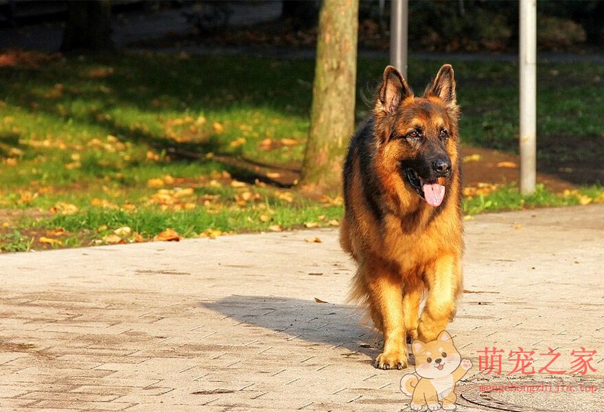 德国牧羊犬忠诚(图9) 德国牧羊犬图片大全 威武凛然的德国狼犬
