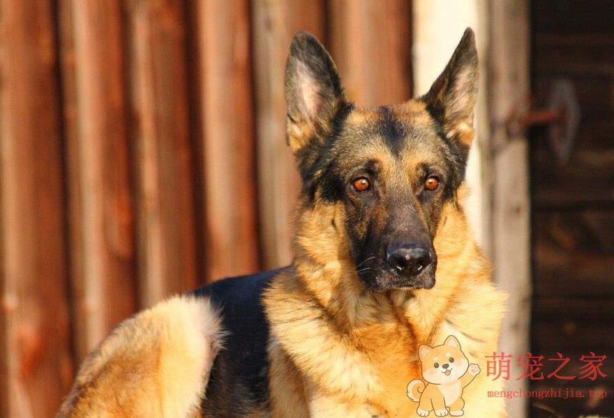 德国牧羊犬忠诚(图10) 德国牧羊犬图片大全 威武凛然的德国狼犬