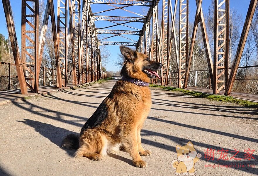 德国牧羊犬忠诚(图14) 德国牧羊犬图片大全 威武凛然的德国狼犬
